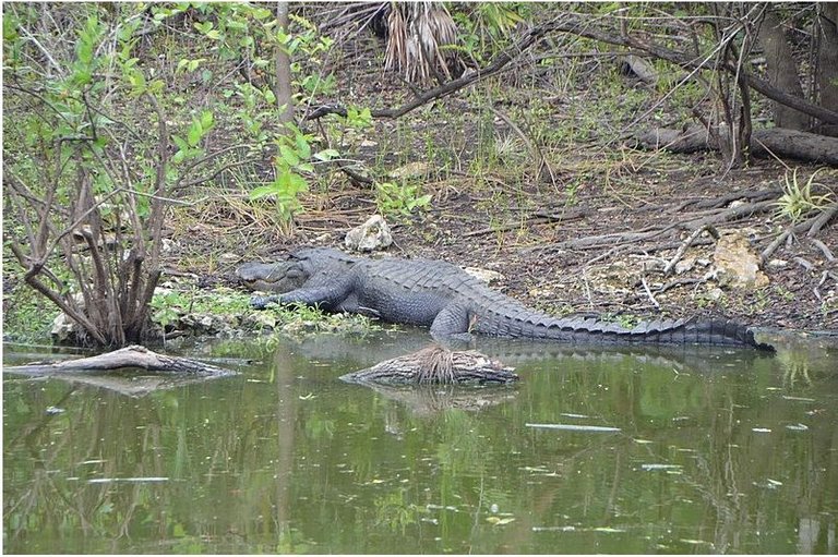 American  alligators.jpg