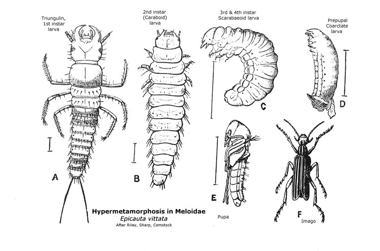 Hypermetamorphosis_in_Meloidae comstock intro to Entymology 1920 public.JPG