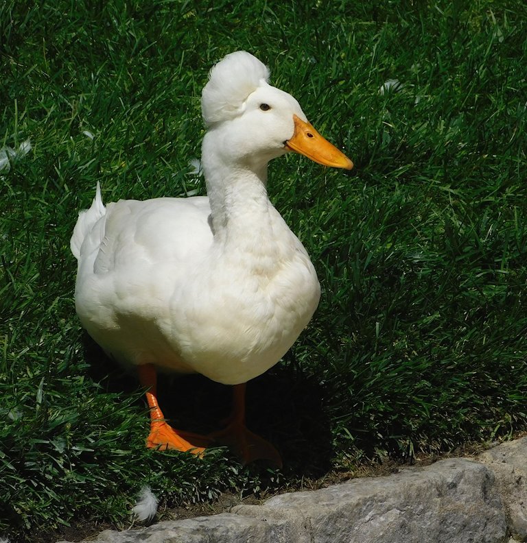 crested duck full shot.png