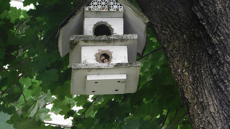 baby bird and mamma I believe in house.png