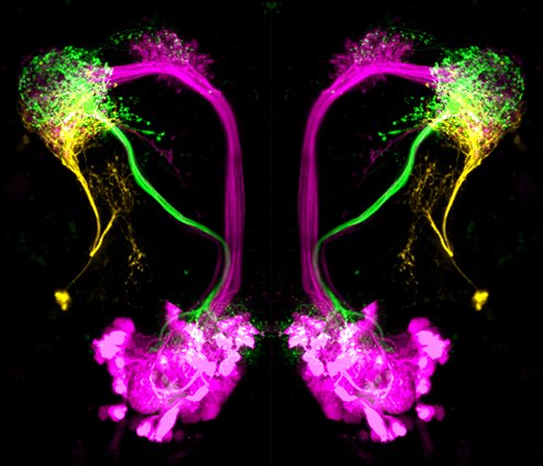 Neurons_in_the_Drosophila_brain_(16018799427).jpg