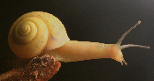 borjan snail.png