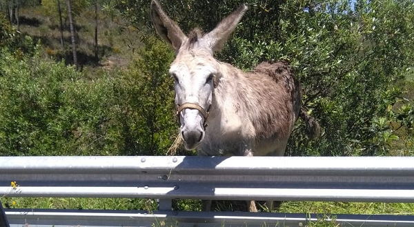 muelli's donkey.png