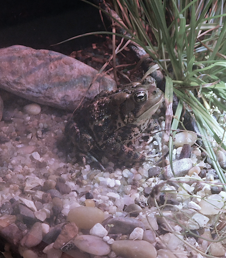 american toad.png