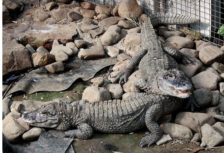 chinese alligators.jpg