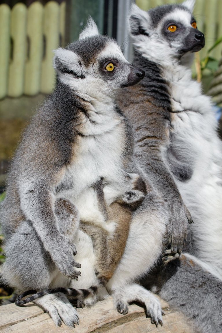 Lemur group with young Mathias Appel public domain.jpg