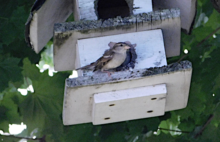 mother or father bird at house 3.png