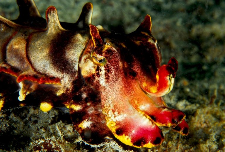 Flamboyant Cuttlefish credit Jenny (JennyHuang) from Taipei 2.0.jpg