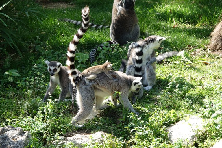 lemur catta with juvenile credit Gzen92 4.0.jpg