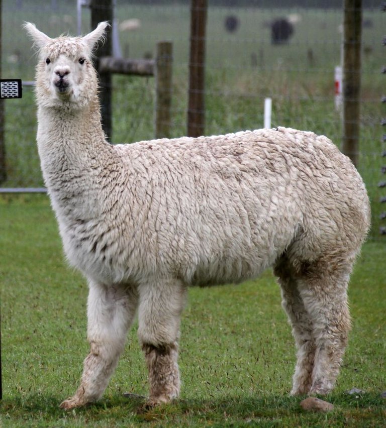 Alpaca Tony Hisgett from Birmingham, UK 2.0.jpg