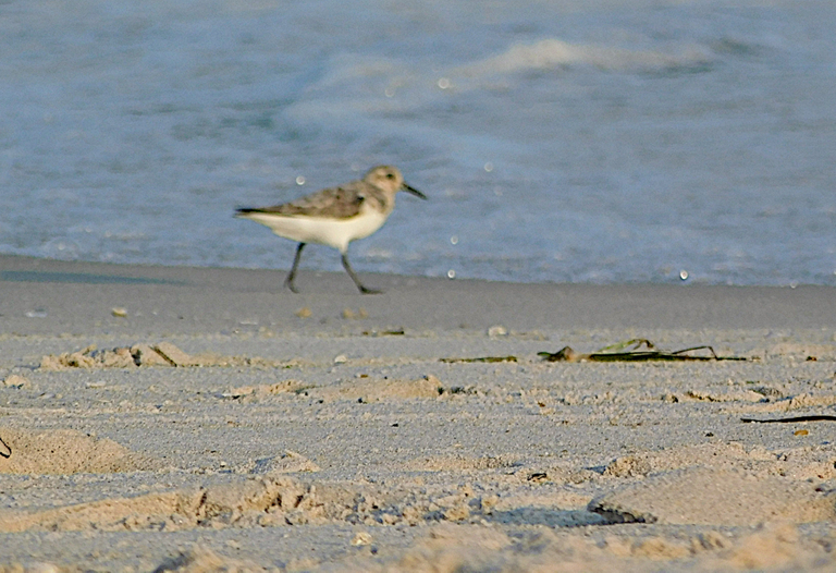 solitary sanderling.png