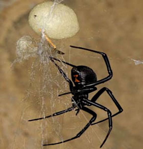 Blackwidow_eggsac_silk Mark Chappell of University of California, Riverside 2.5.png