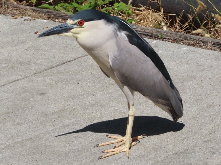 Black-crowned_Night_Heron Pat Hansen 4.0.jpg