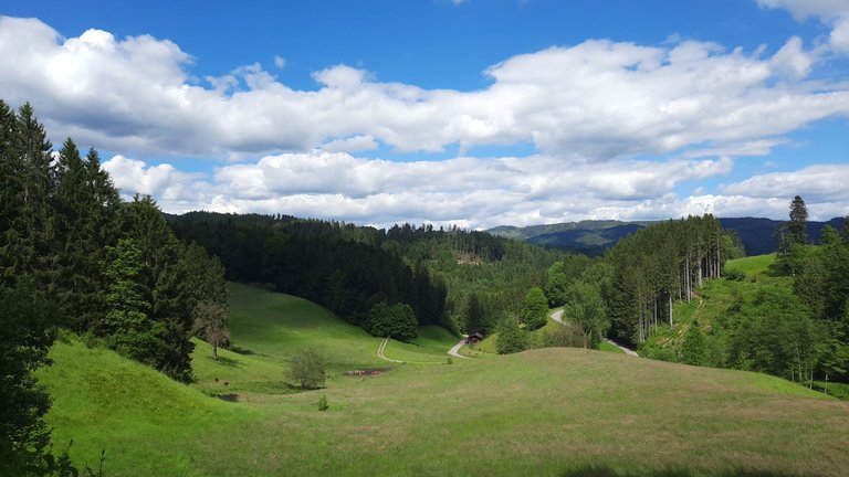 Black forest - Magical view - Imgur.jpg