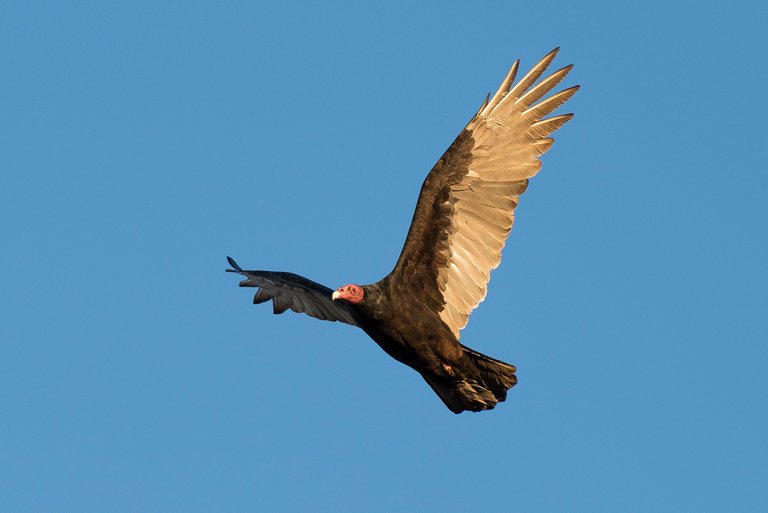 Turkey_vulture_(Cathartes_aura)_(22031144541)[1].jpg