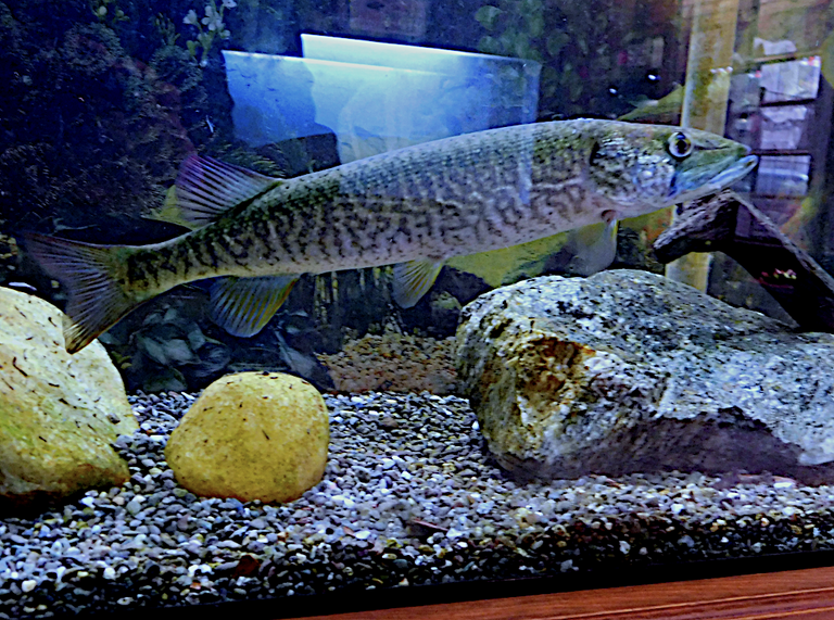 redfin pickerel.png