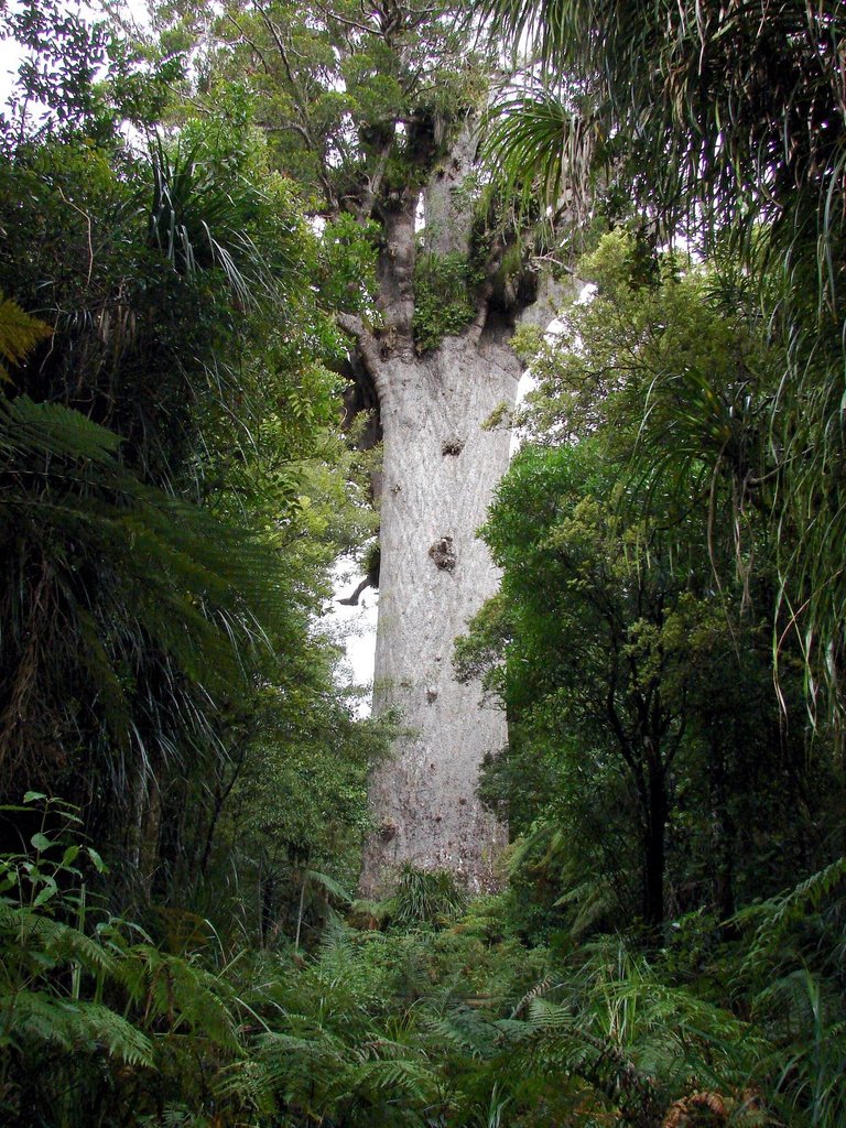 Tane_Mahuta _(Maori)_-_Lord_of_the_Forest  Tatters  from Brisbane, Australia 2.0.jpg