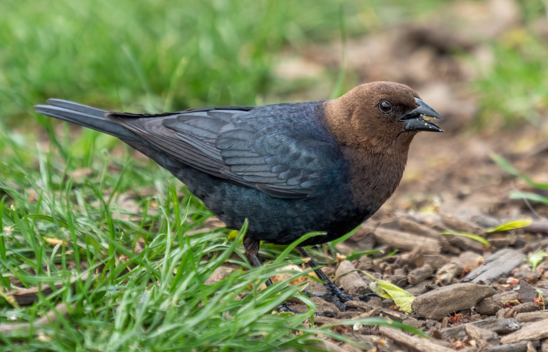 Brown-headed_cowbird_in_PP_(02940) Rhododendrites 4.0.png