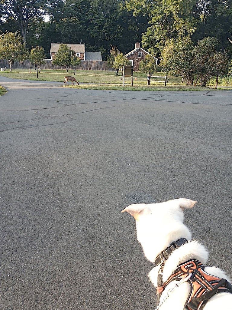 alpie deer.png