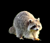 raccoon redheadpei.png