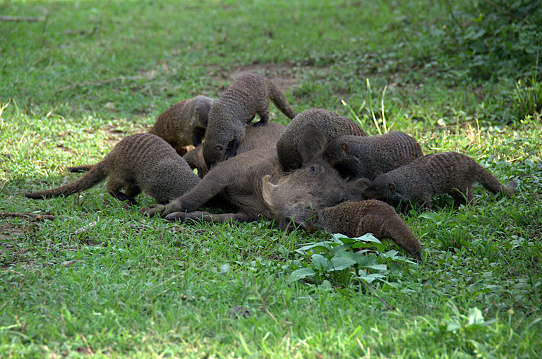 mongoose grooming warthog.png