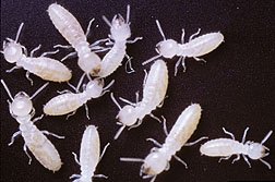 worker termites Alfredo Flores, USDA Forest Service public.jpg