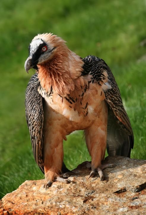 bearded vulture Bartgeier Gypaetus barbatus front Richard Bartz Munich aka Makro Freak.jpg