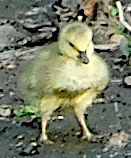 goose chick.png