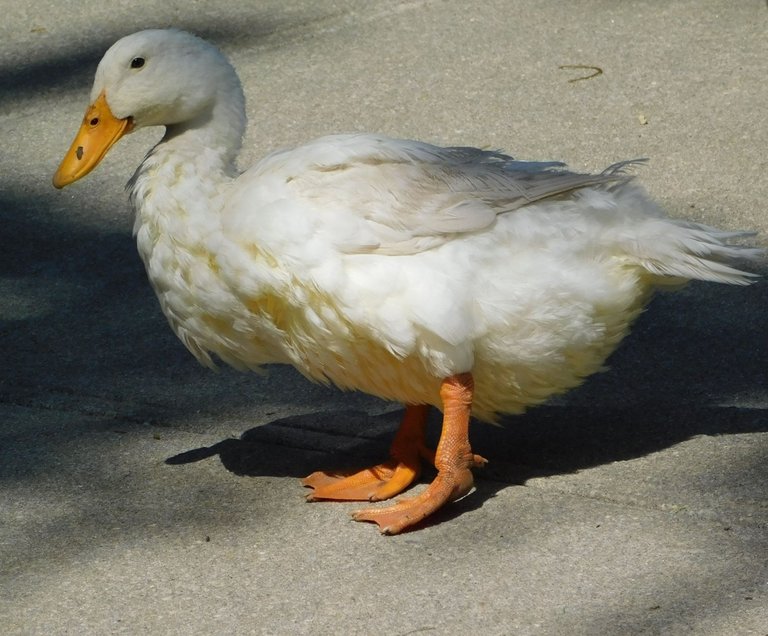 pekin duck3 may.png