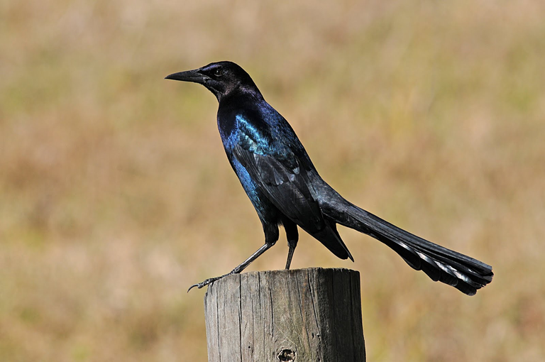 Quiscalus_major_-Three_Lakes_Wildlife_Management_Area,_Florida,_USA_-male-8 Connie Denyes.png