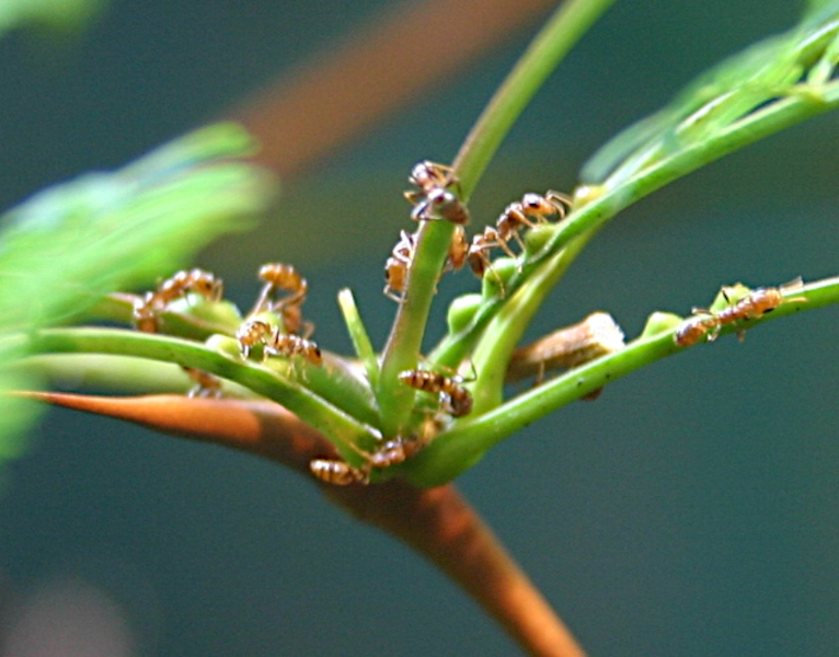 Pseudomyrmex_ferruginea_Ryan_Somma 2.0.png