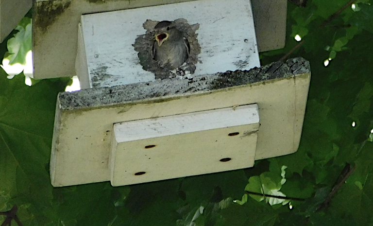 bird side view 2.png