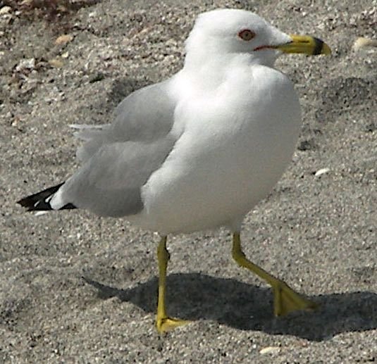 Ring_Billed_Gull.jpg