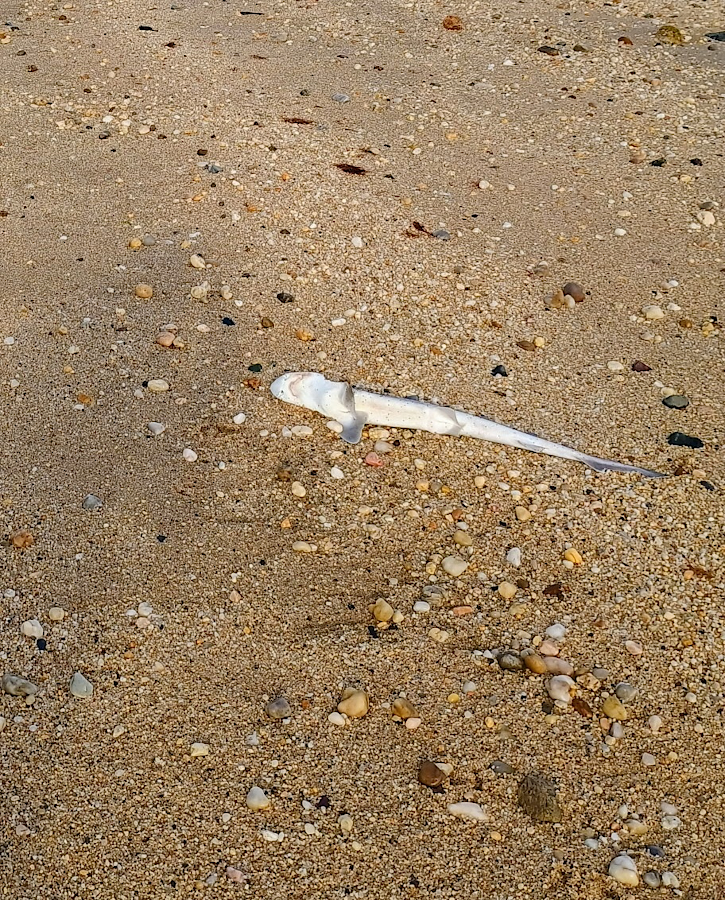 dead baby shark.png