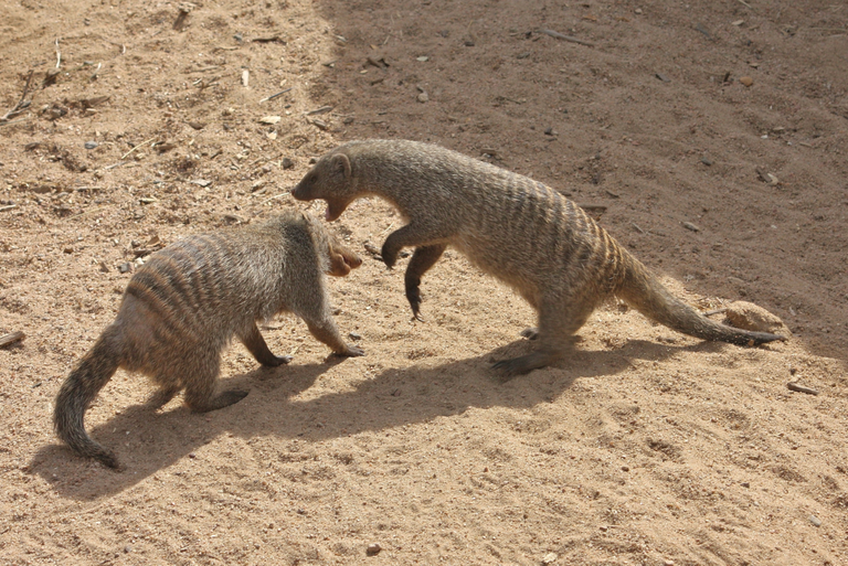 mongoose play fighting  Postdlf  3.0 license.png