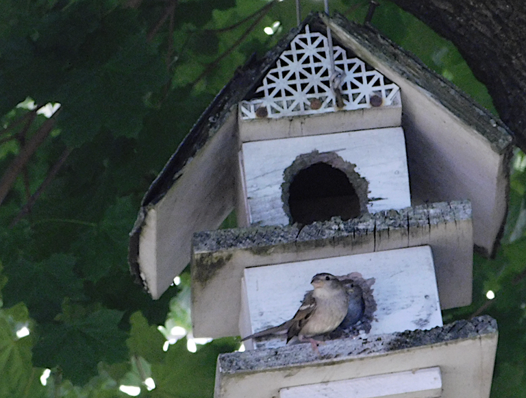 mother or father bird at house2.png