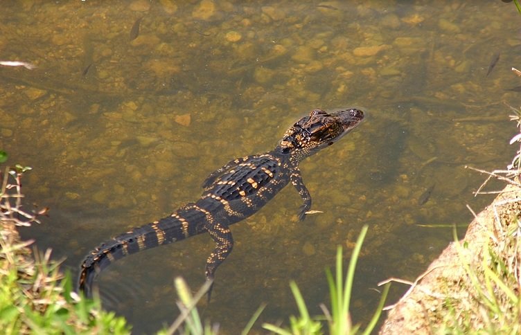 baby alligator in water.jpg