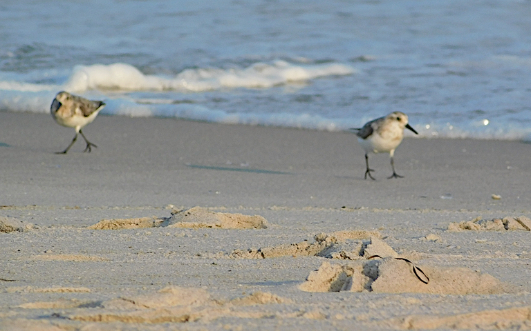 two sanderlings walking.png