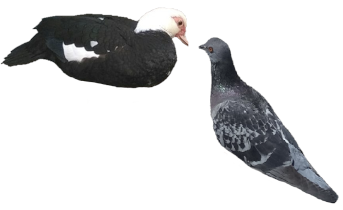 yaziris and muelli birds3.png