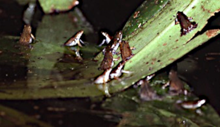spotted humming frog2 Chiasmocleis_ventrimaculata 2.5  Andreas Schlüter.png