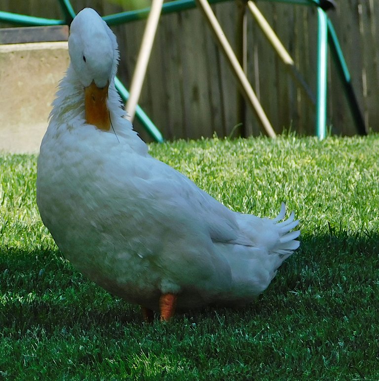 duck grooming itself.png