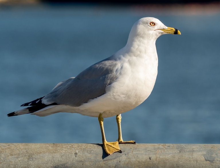 Ring-billed_gull_in_Red_Hook_(42799) breeding adult wikipedia.jpg