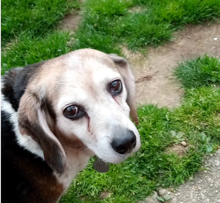 tabby in backyard.png