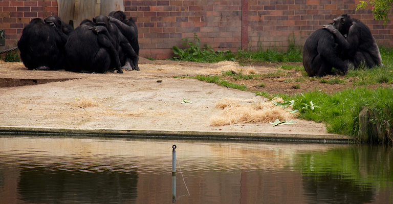 Chimpanzees_at_Chester_Zoo Photograph by Mike Peel www.mikepeel.net cc by SA 4.0.png