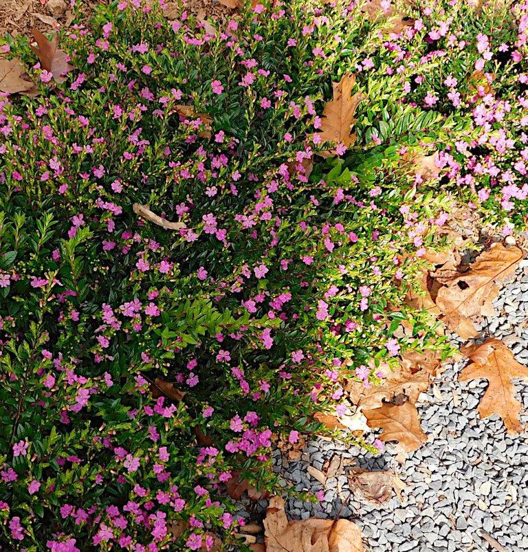 flowers and leaves autumn.png