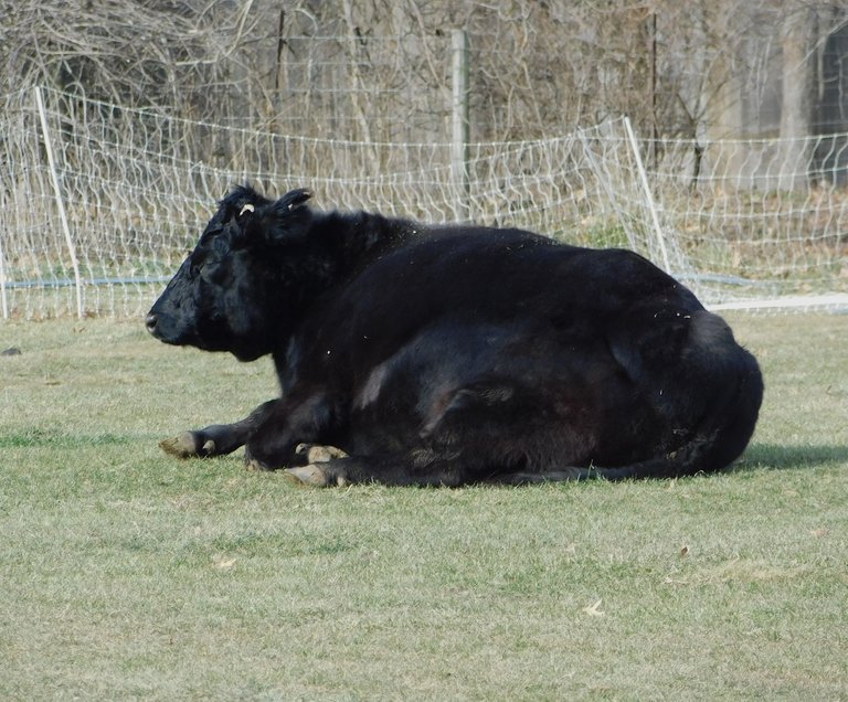 black steer sitting.png