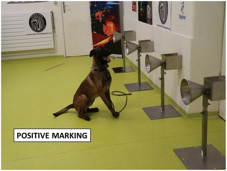 A sniffer dog marking_a_cone_on_a_4-cone_lineup credit long list 4.0.jpg