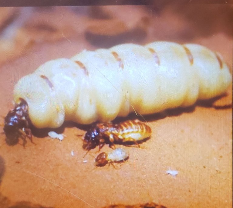 Termite queen and king Achiri Bitamsimli 4.0.jpg