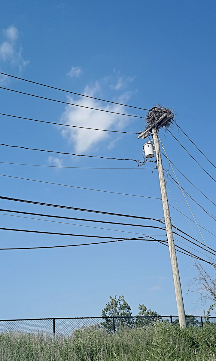 osprey nest 2025.png