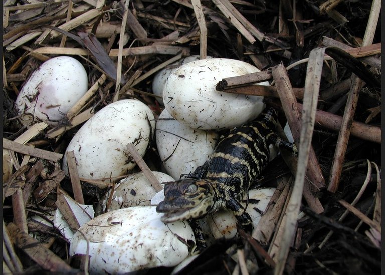 allibator eggs NPS everglades public.jpg